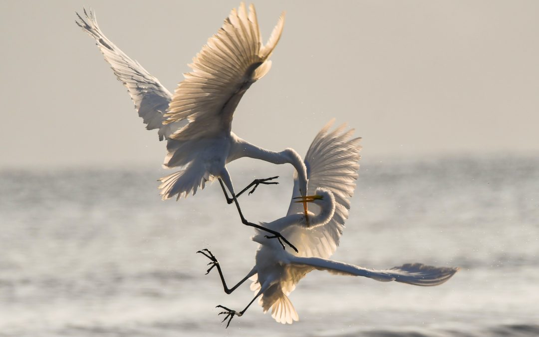 Episode 86 – Splitting, Polarization & Conflict
