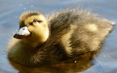 UGLY DUCKLING COMPLEX: the painful path of transformation